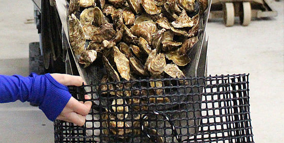 Dauerhaftes schwarzes PVC beschichtete Masche, Aquakultur-Filetarbeit für Austern-einziehende überzogene Polyester-Masche