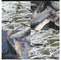 Verdrängter Fisch-Zufuhr-sich hin- und herbewegender Frischwasserkarpfen Koi Grass Carp Goldfish Raffia