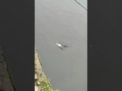 Angelköder Köder Volles Schwimmen Schicht Gefälschter Köder Meer und Süßwasser