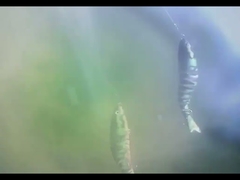 3D Augen BGO Kunststoff Köder Fisch Untergetaucht Acht Mehrfach Gelenk Angelköder