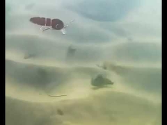 Blutwurmköder Vollschwimmschicht Minnow Mehrgelenkfischköder