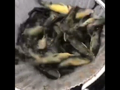 Fischbecken aus Tarpaulin aus PVC mit Galvanisiertem Fischzuchtbecken